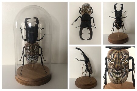 Lucane cerf-volant "lynx" (26 cm avec cloche)