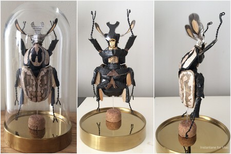 Insecte sous cloche (cloche 20 cm)