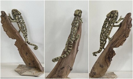 cam&eacute;l&eacute;on (fil de fer, papier aluminium, papiers divers, chutes de cuir, textiles divers, masque jetable, rouille,  boule de cotillons, dorure de carton &agrave; p&acirc;tisserie, coquilles d'oeuf, carton mousse, &eacute;pines de ronce, bois et pierre pour le support)