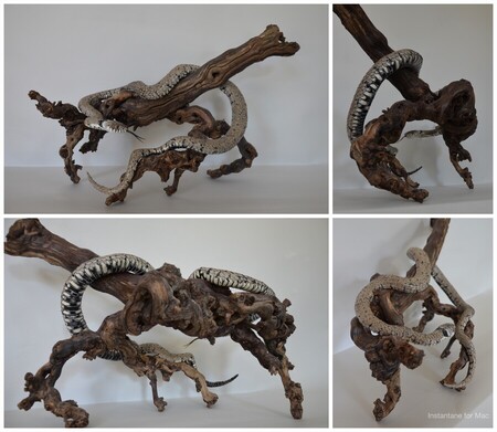 couleuvre &agrave; collier sur sa branche (pied de vigne, fil de fer, papier aluminium, papier de soie gris de boite de chaussures, kraft, masques jetable noir, papier noir de fond de studio photo, boite et plateau de p&acirc;tisserie, perles noires, m&eacute;tal de canette, ligature de sac de cong&eacute;lation, plastique noir de sac poubelle)