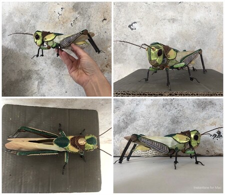 sauterelle pos&eacute;e 1